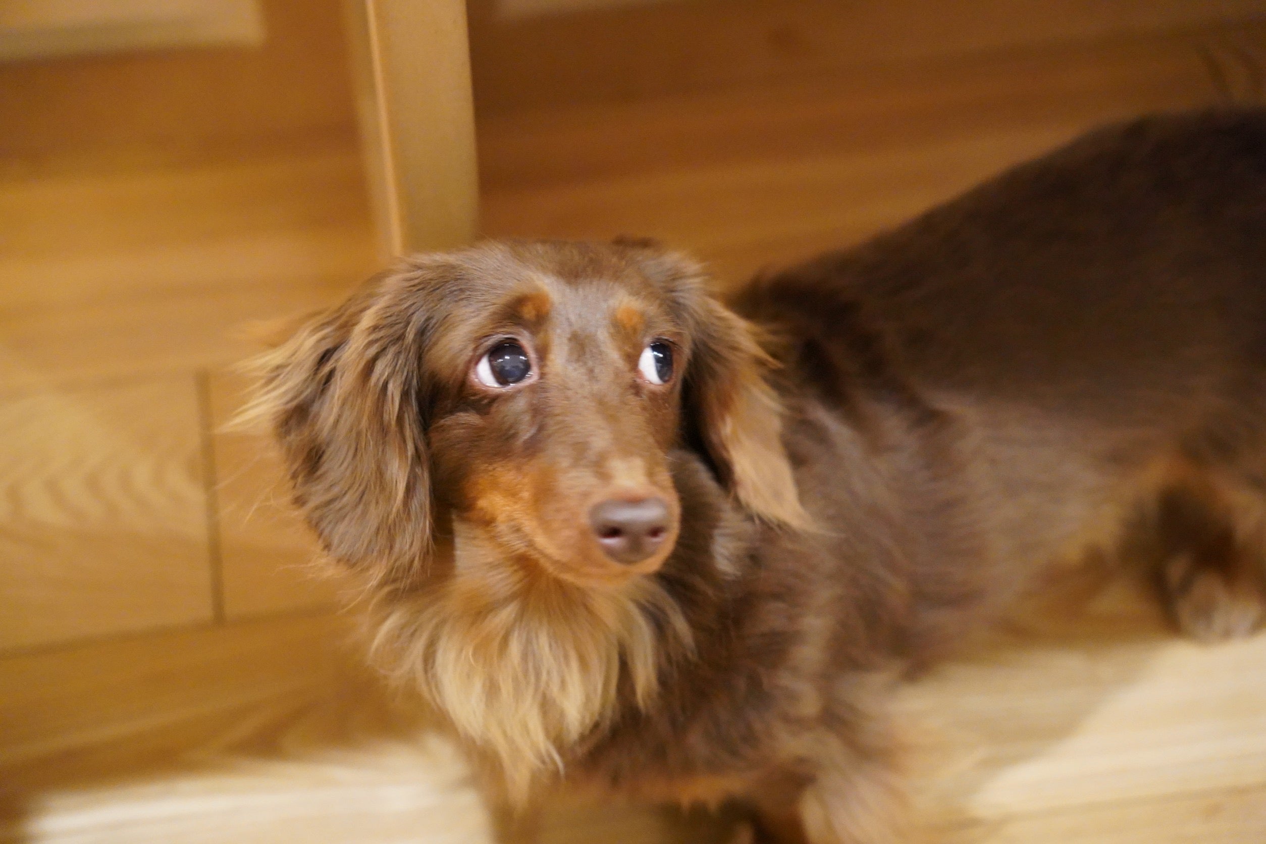 お問い合わせ画面用写真犬