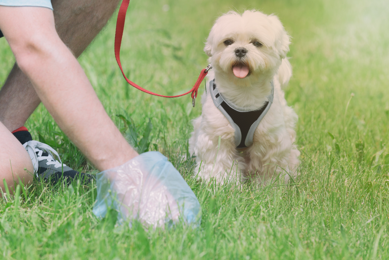 犬のうんこで健康チェック｜色・硬さ・回数の見方