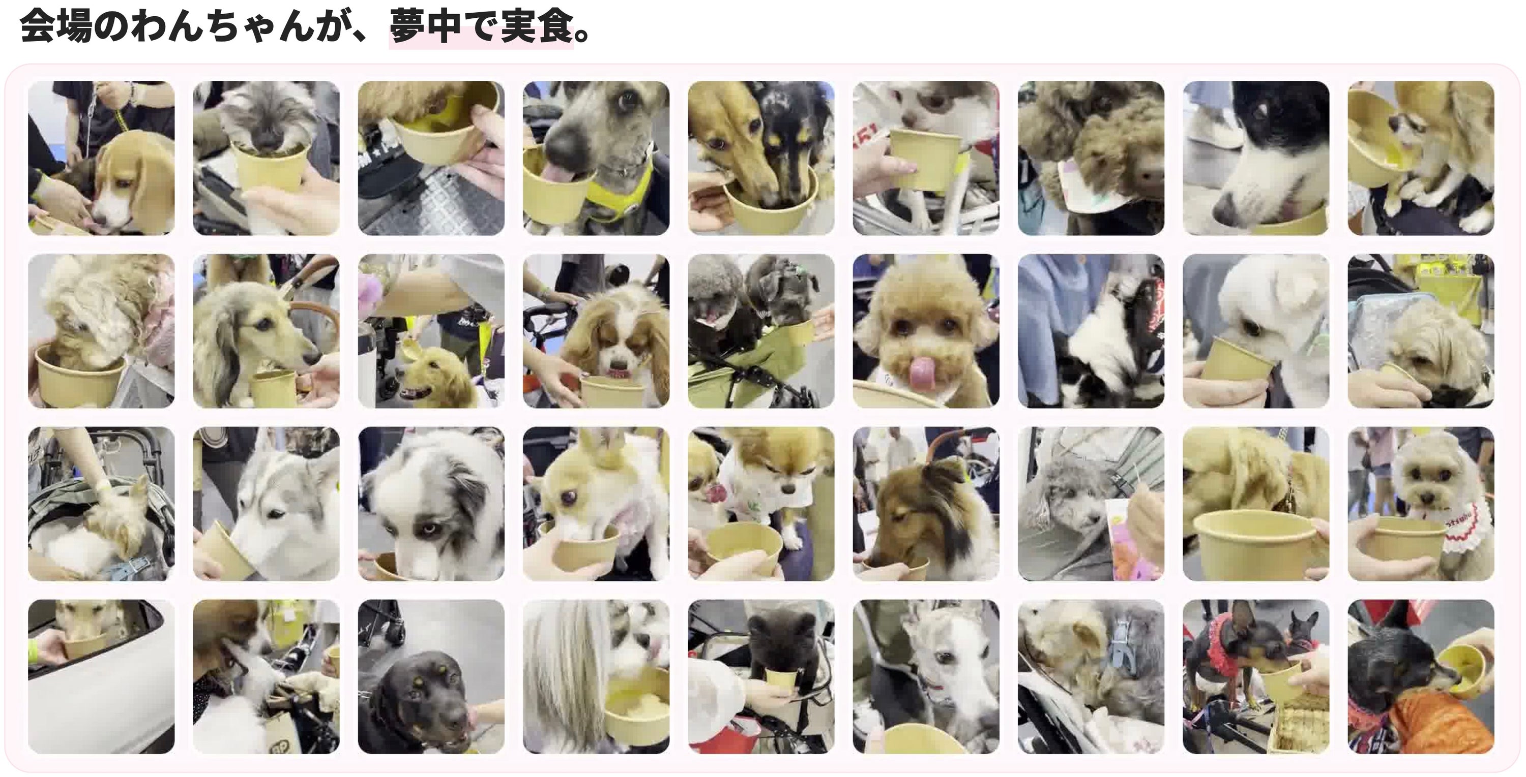 インターペット大阪2026の会場で、水に混ぜたUNKO SUPPORTを試食する犬たち