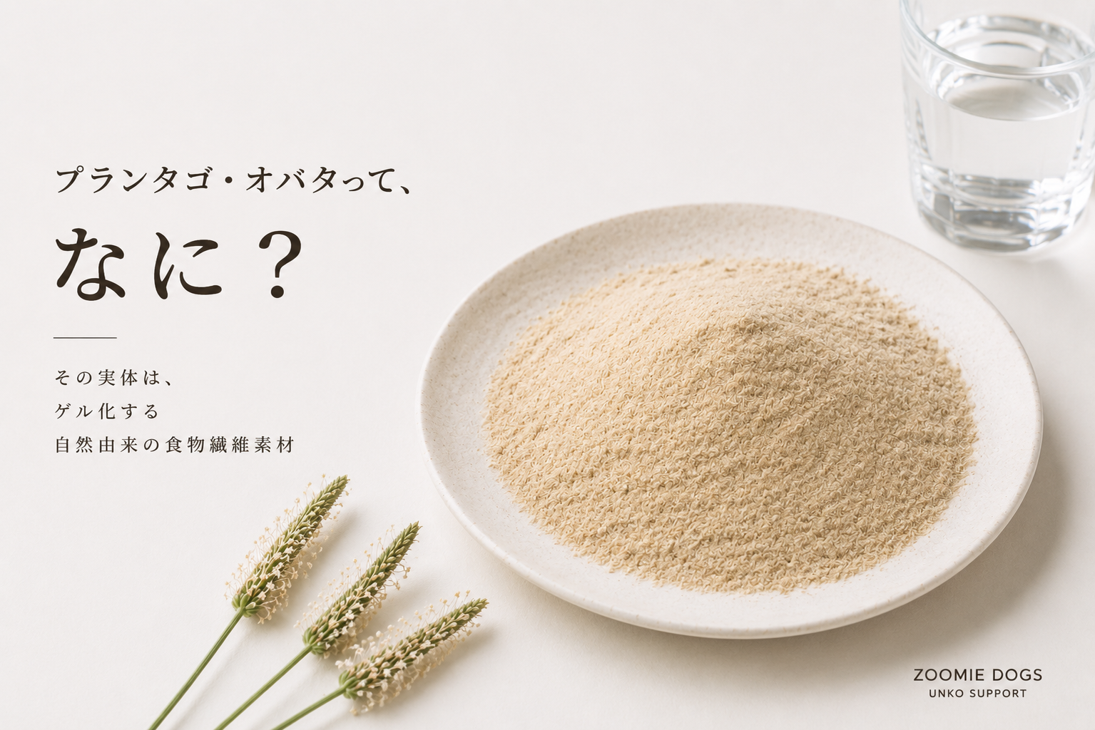 プランタゴ・オバタって、なに？